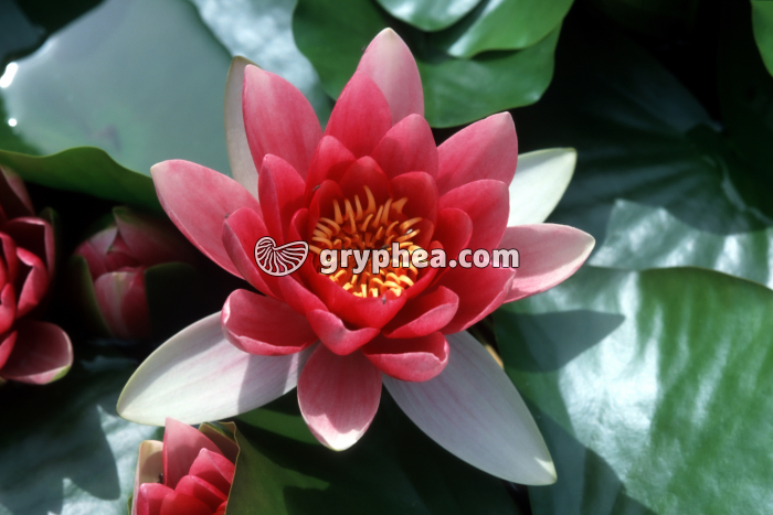 Nénuphar (Nymphaea spp.) - fleur épanouie - gryphea.org